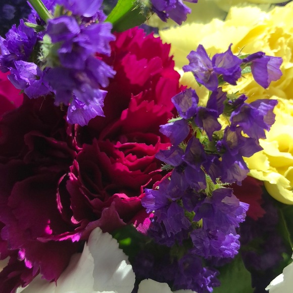 Meet your Posher, Gianna - Picture 1 of 1